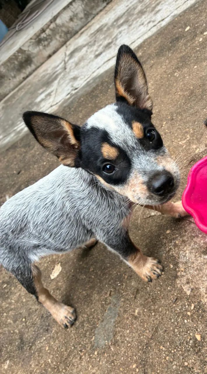 Blue Heeler  - Foto 3