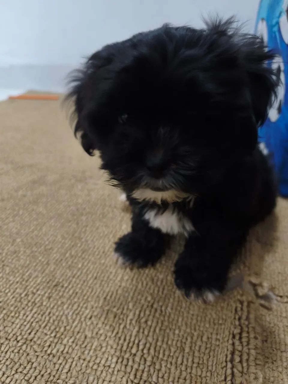 Cachorro  - Foto 4