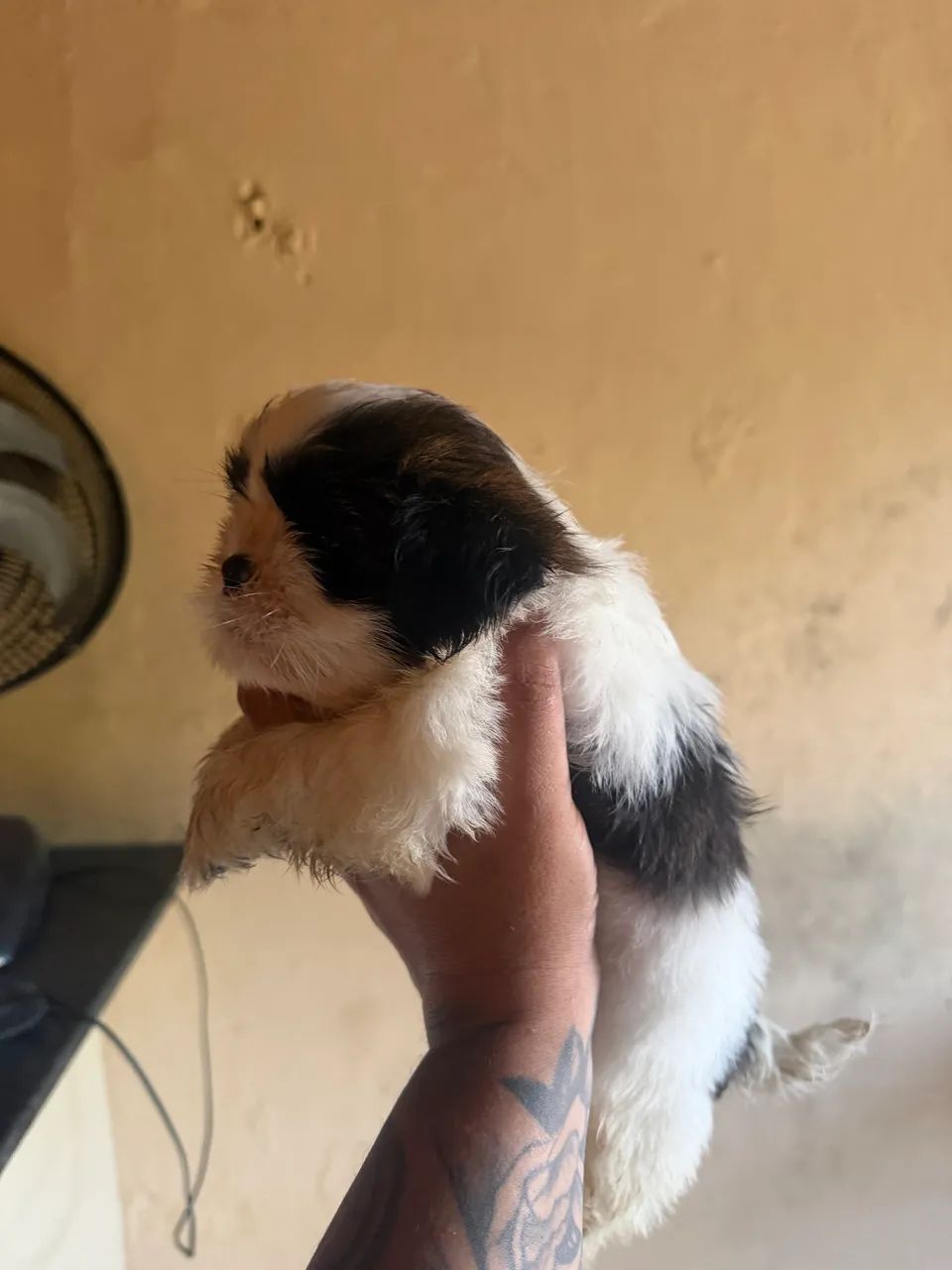 Shihtzu