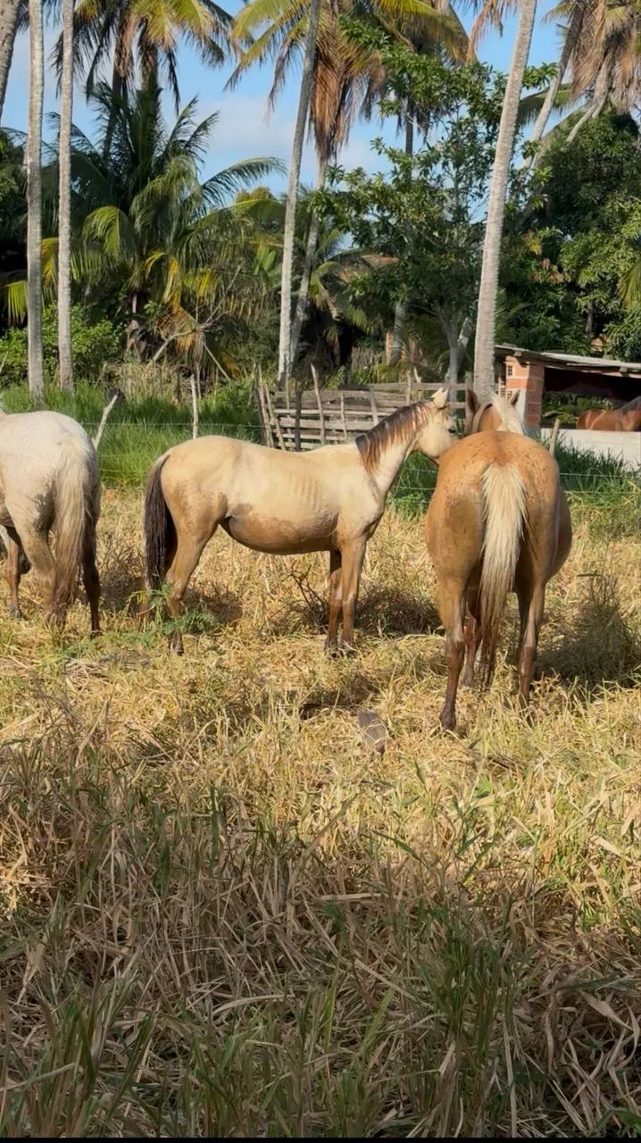 Potrinha de 1 ano 