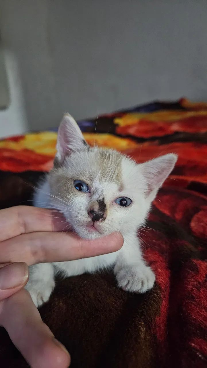 Gatos Doação 