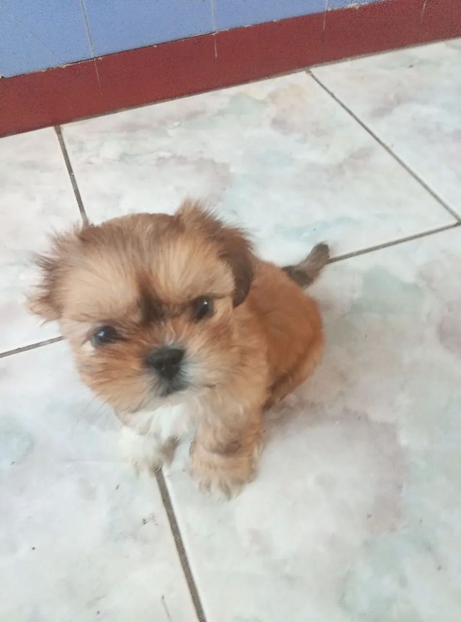 Shitzu