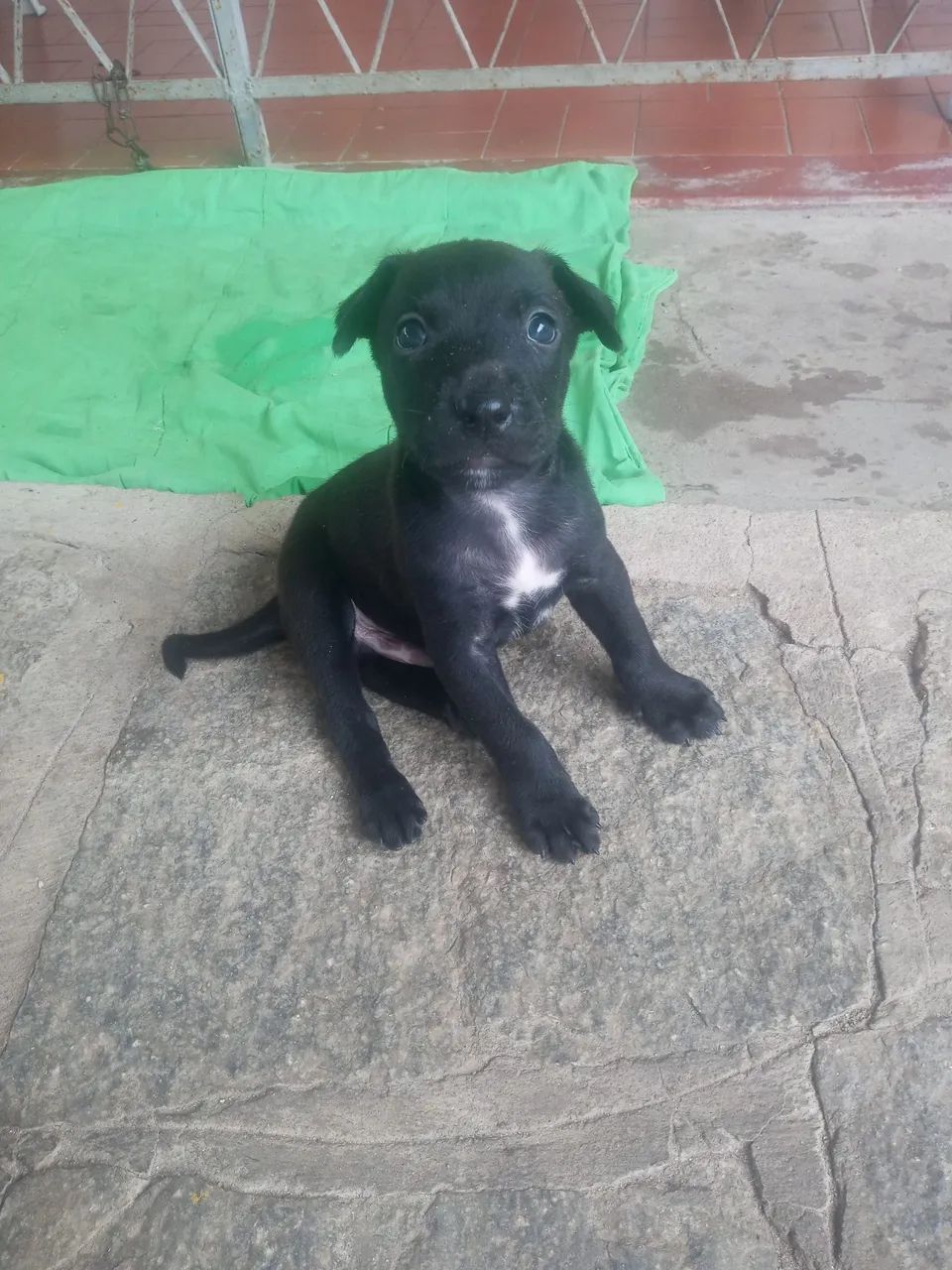Cachorros para doar