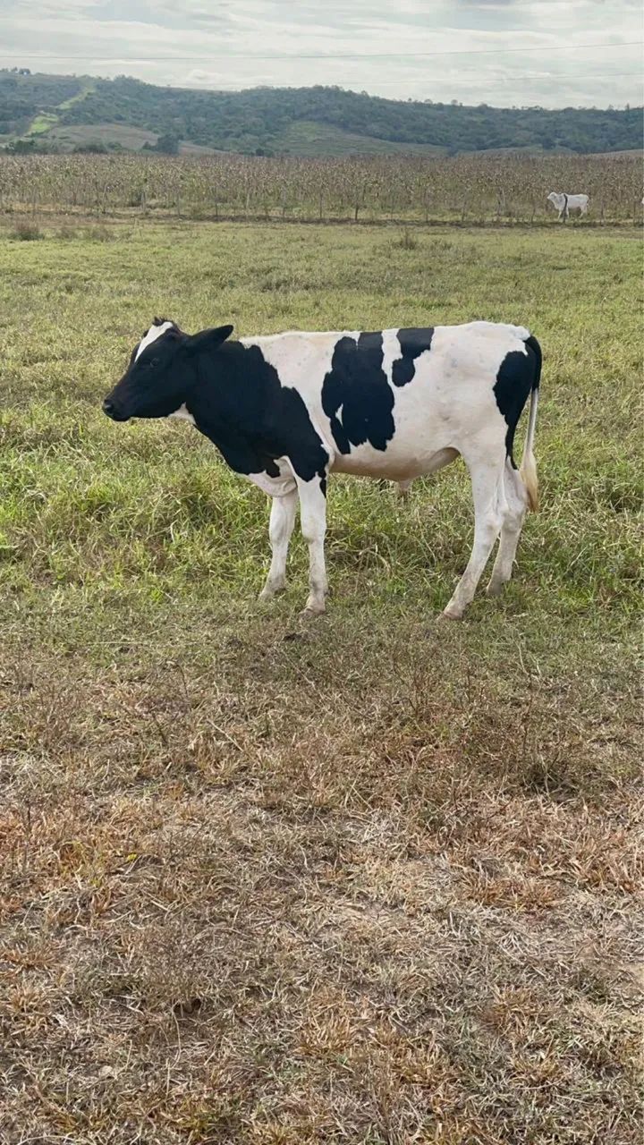 Bezerro Holandês  - Foto 3