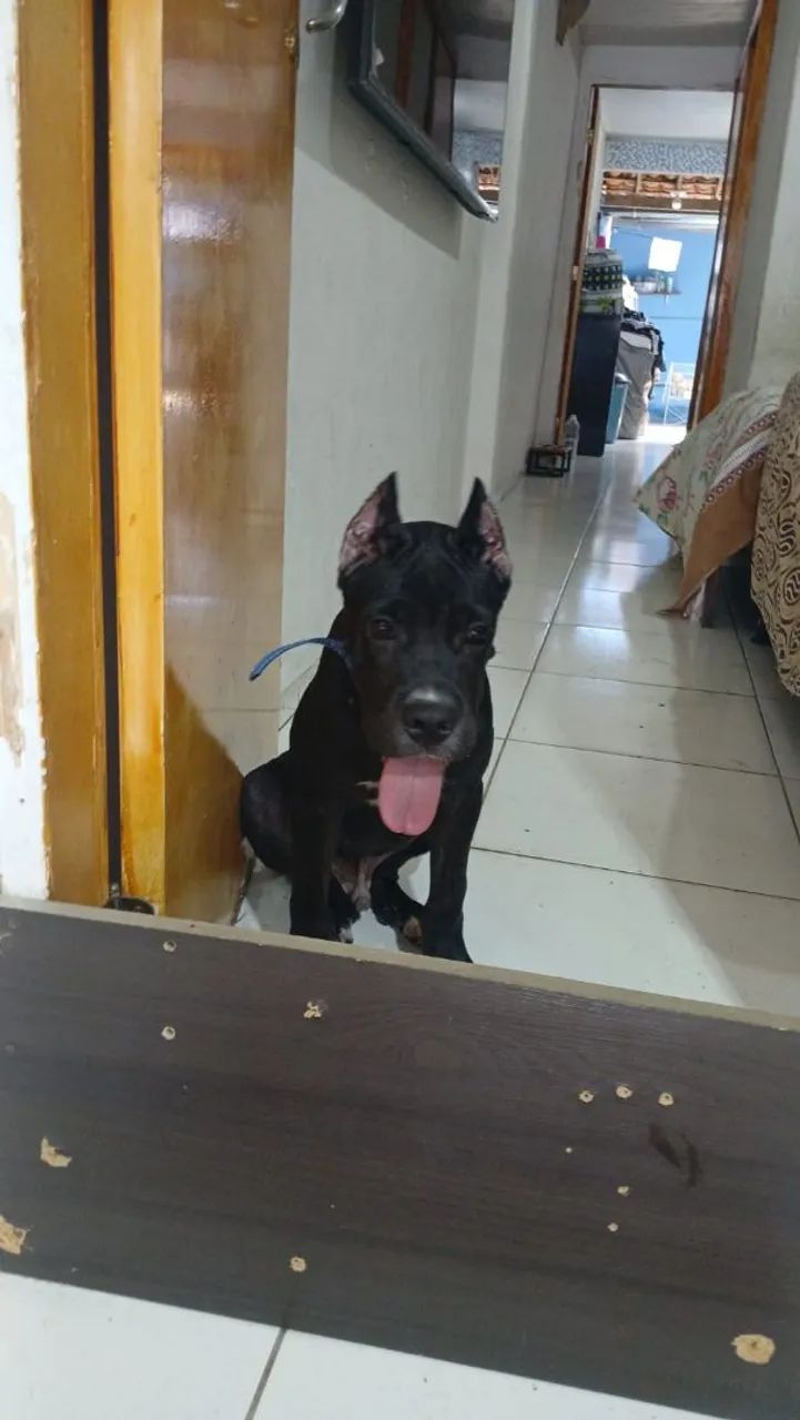 Cachorro  - Foto 3