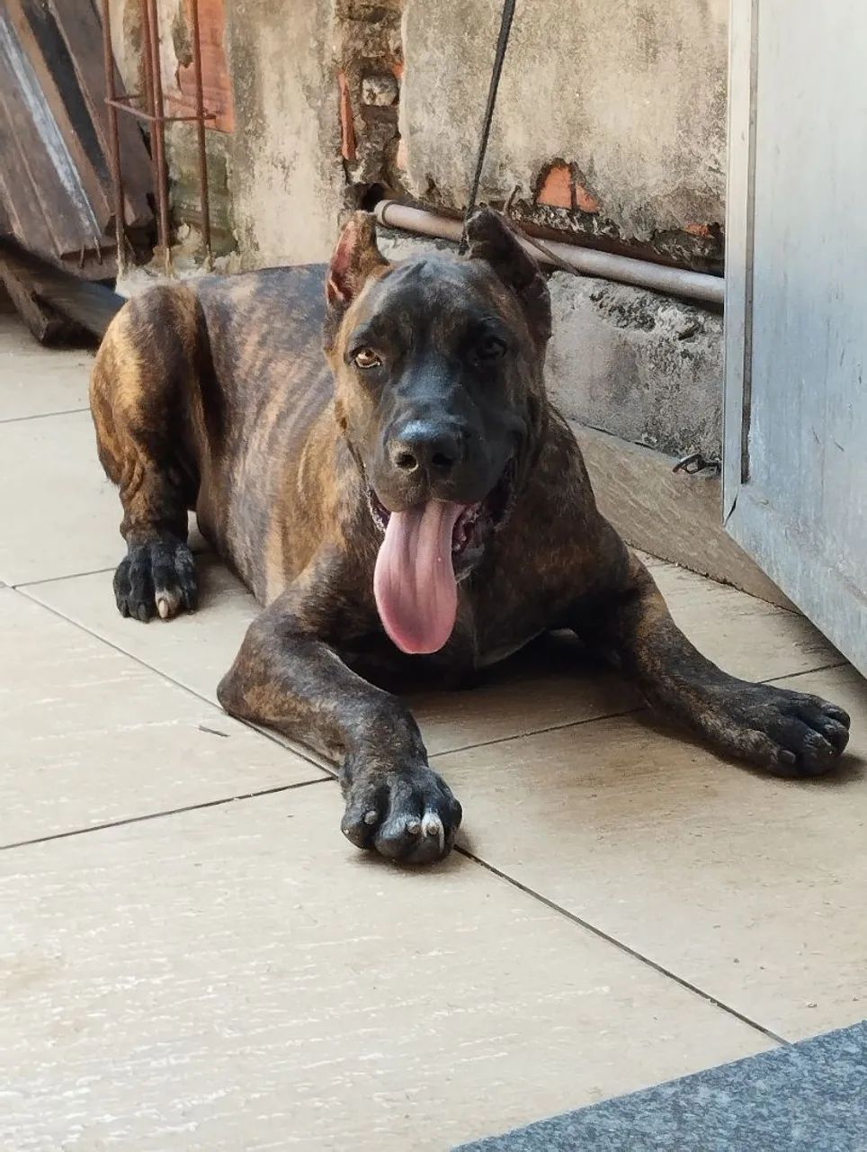 Cachorro  - Foto 3