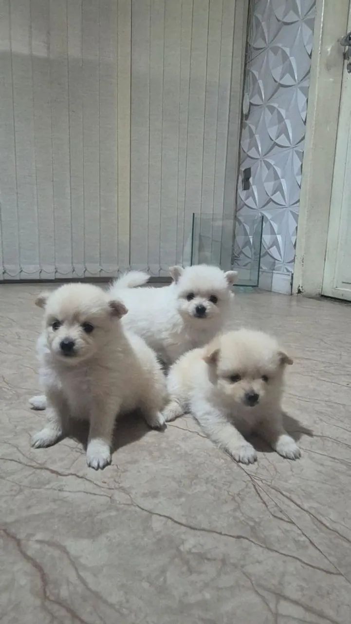 Filhotes de cachorro 