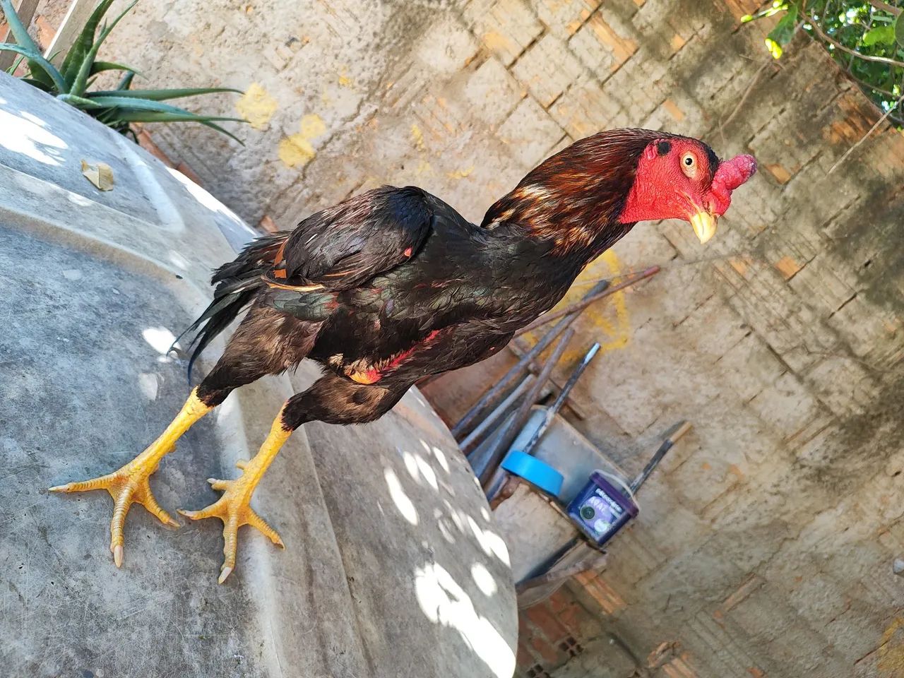 Vendo R$250