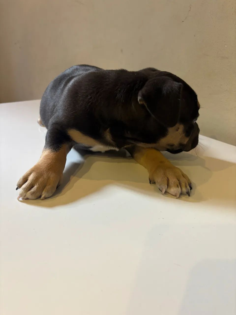American Bully  - Foto 4