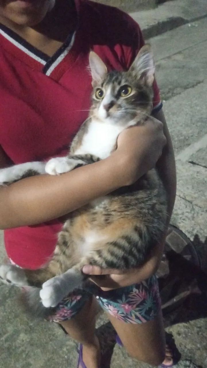 Doação de gatinhos , garanto castração. ? A procura de um lar .  - Foto 2