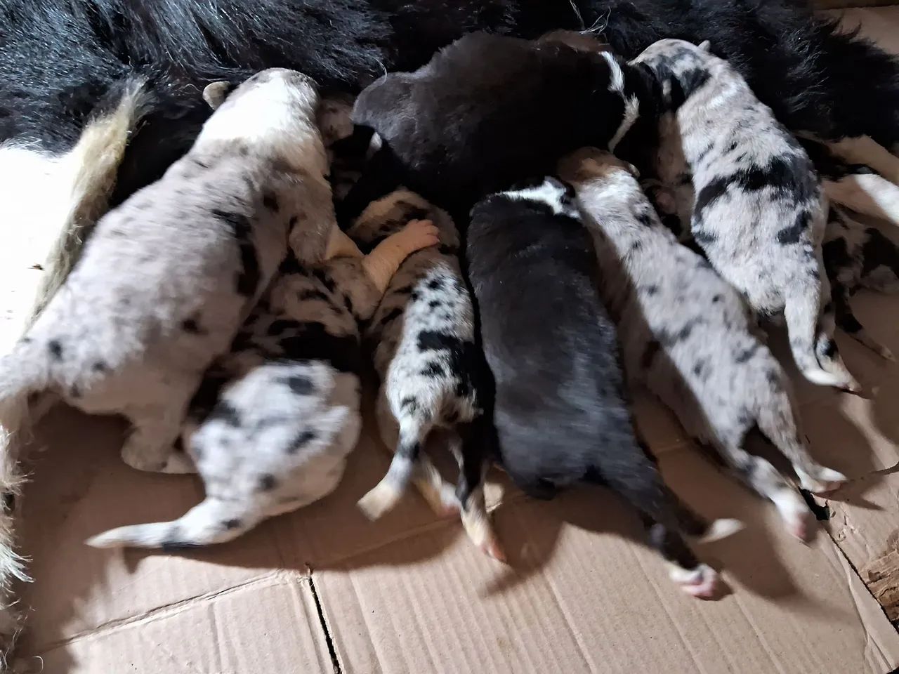 Border Collie  - Foto 3