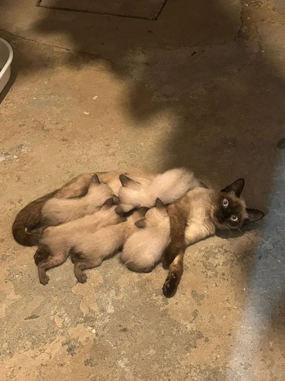 Gatos pra adoção 