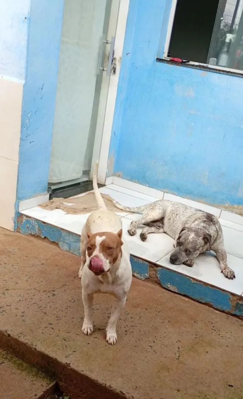 Filhotes de Pitbull  - Foto 6