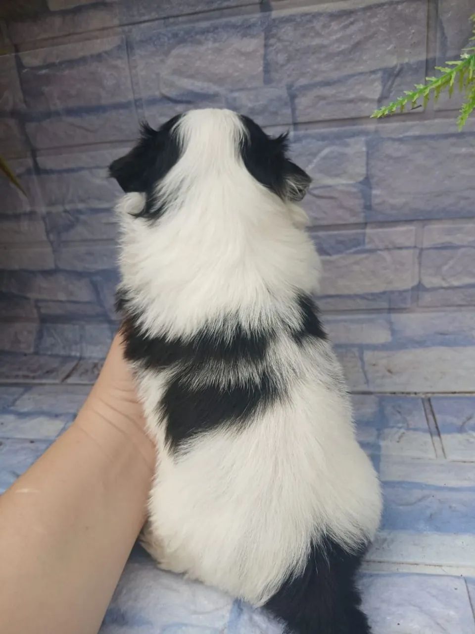 Shitzu mini  - Foto 2