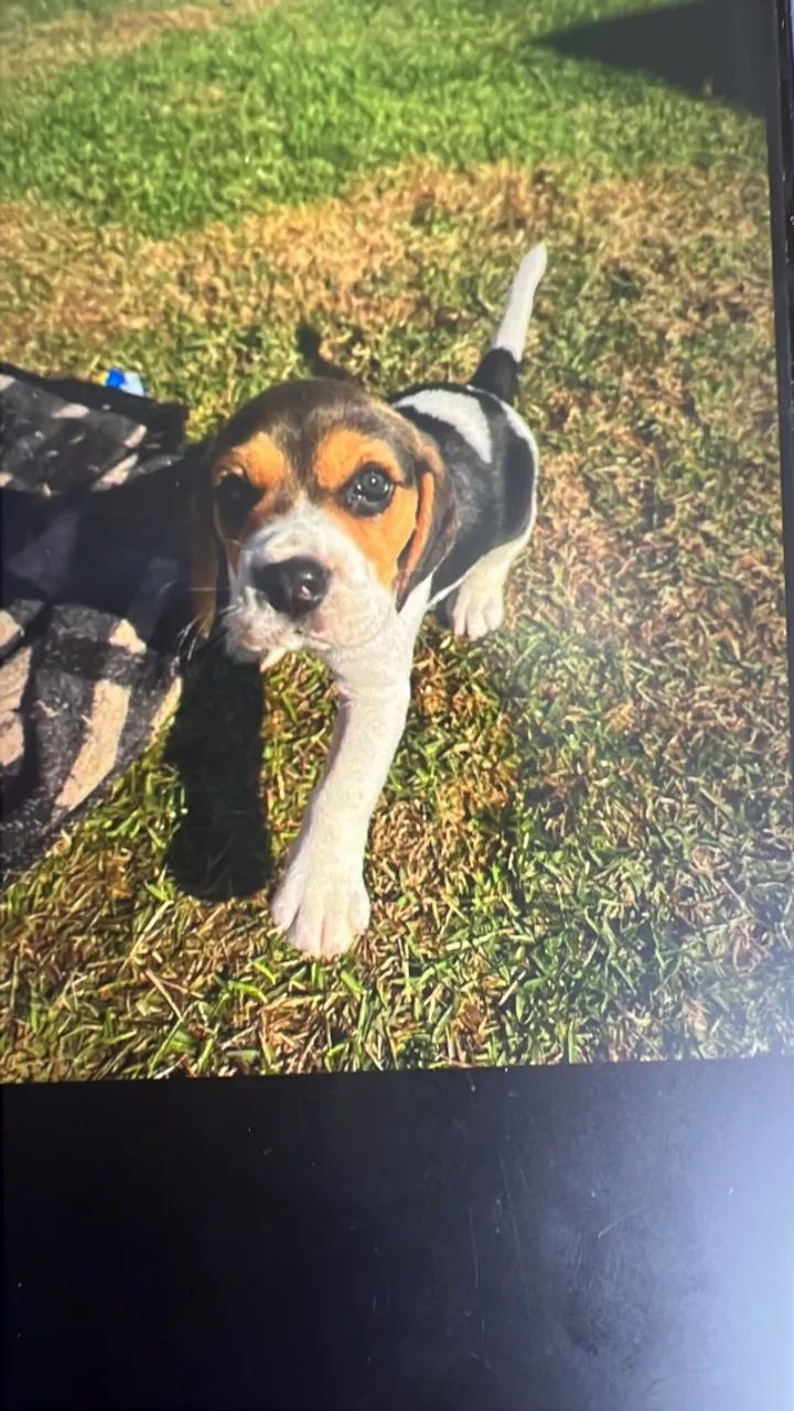Cachorro beagle - Foto 4