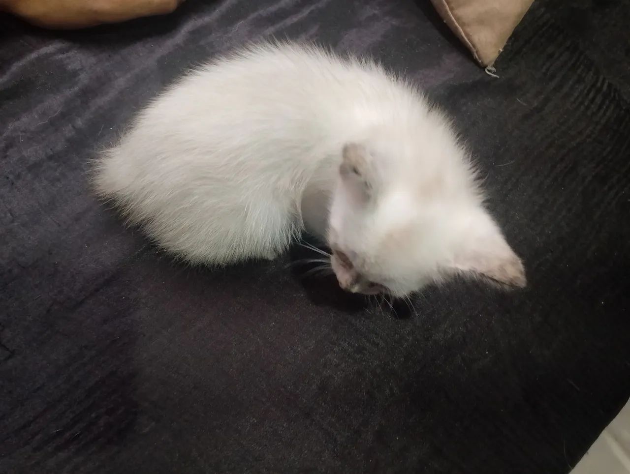 Gatinha  - Foto 3