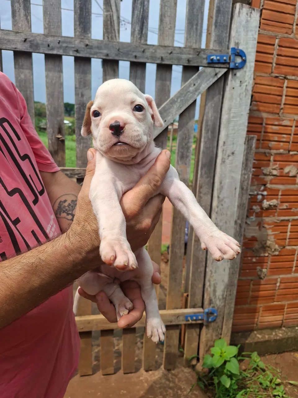 Filhotes de Boxer  - Foto 4