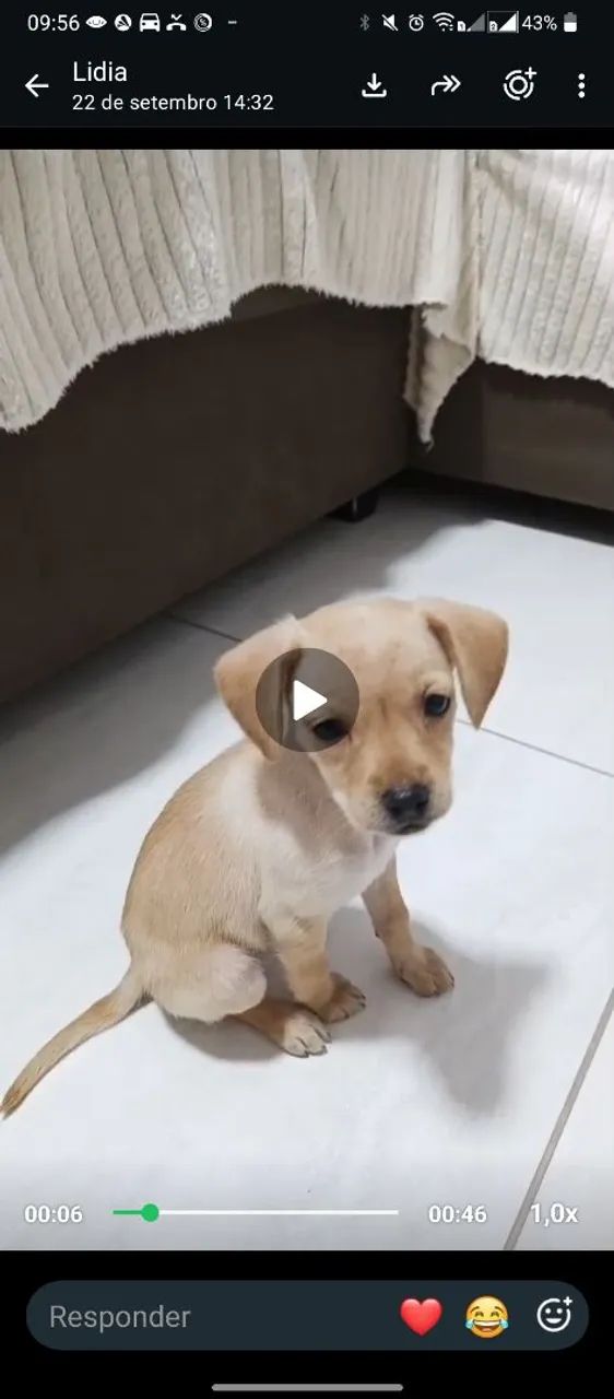 Filhote pequeno