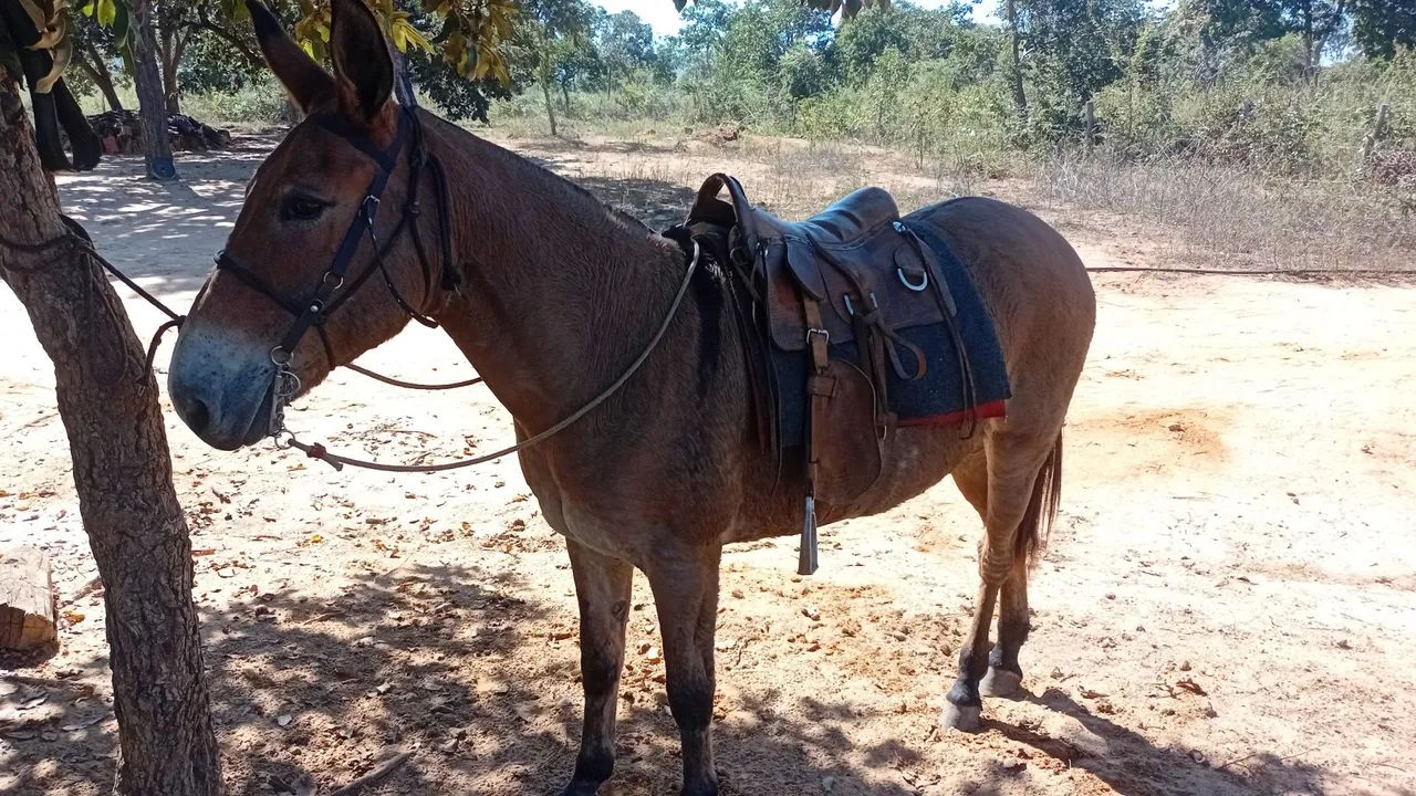 Egua e mula 