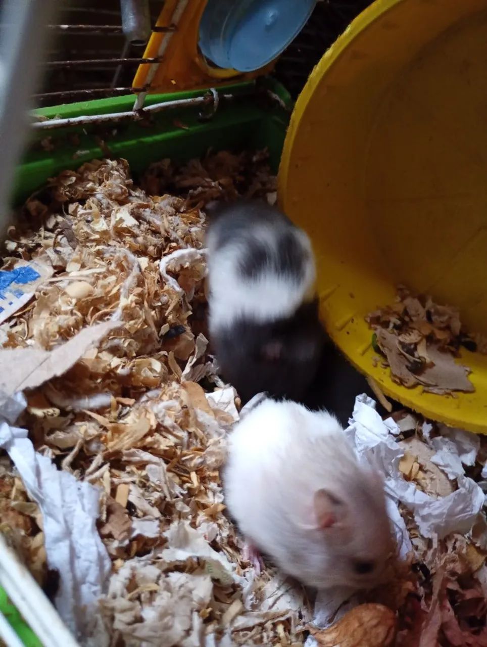  R$25 Hamster sírios filhotes  - Foto 3