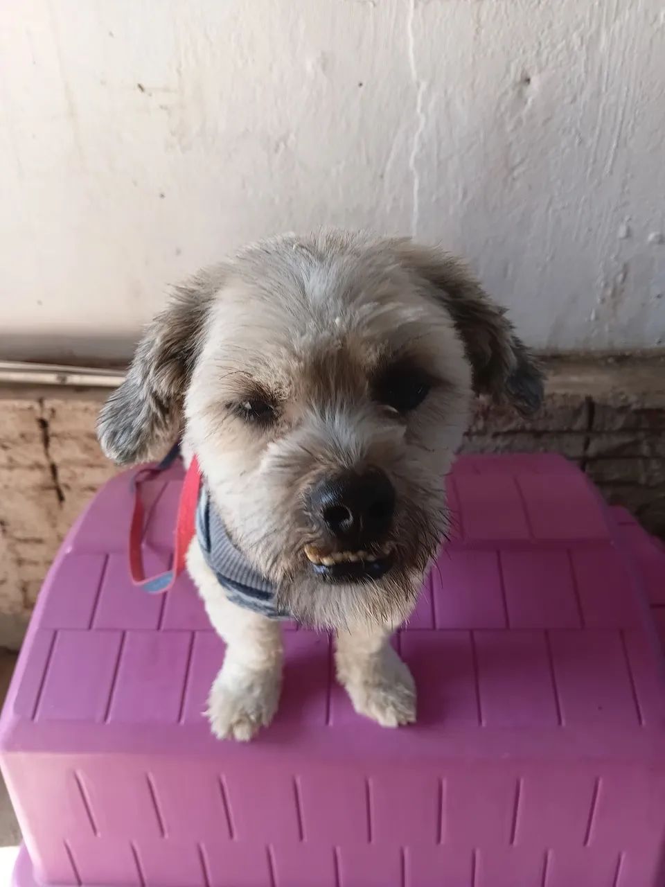ANIMAL  - Foto 3
