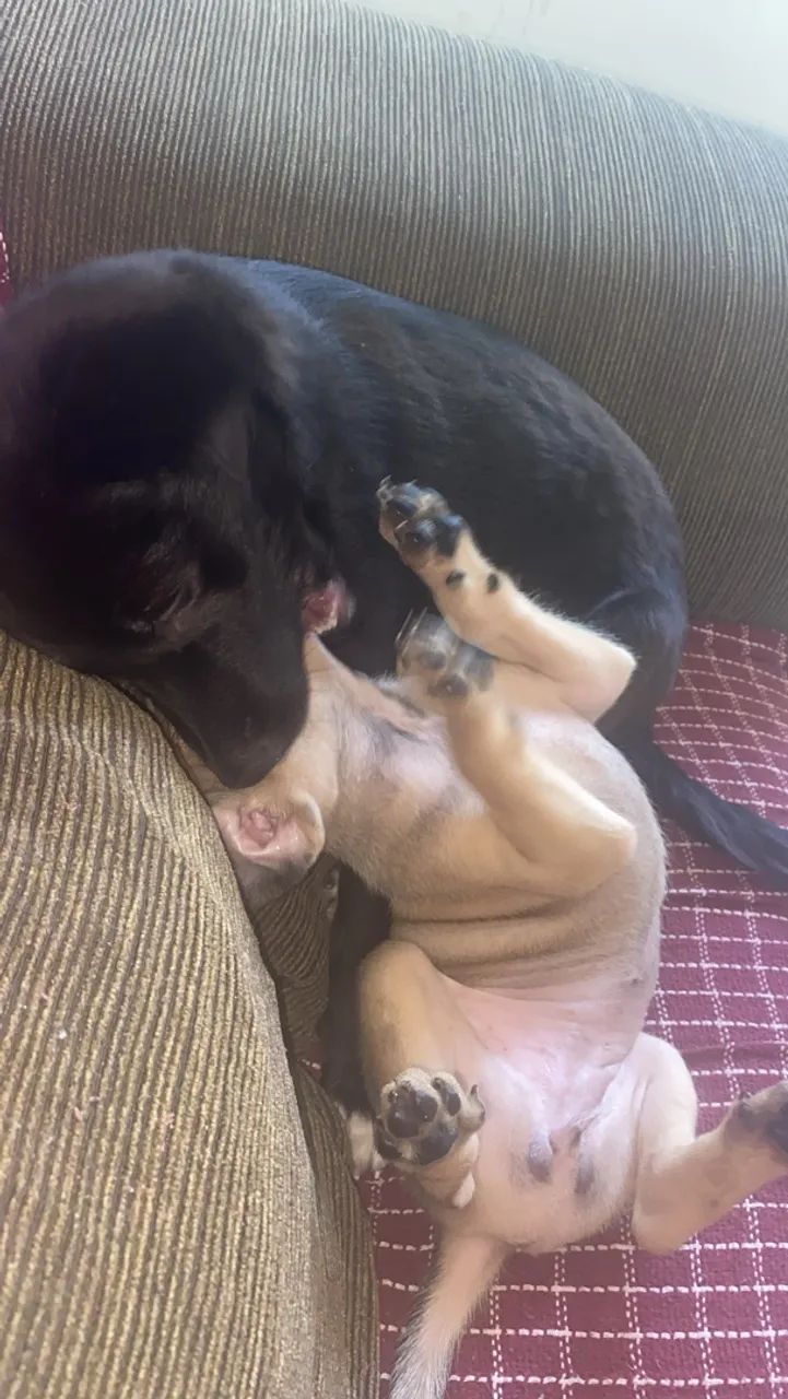 Cachorras - Foto 5