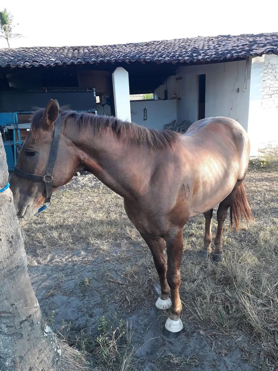 Cavalo  - Foto 2
