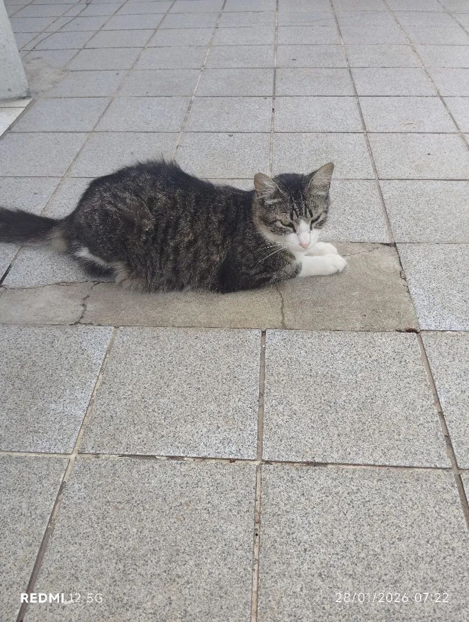 Gato vacinado e castrado doação