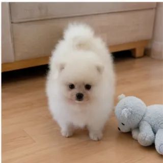 Spitz anão machinho branco pérola