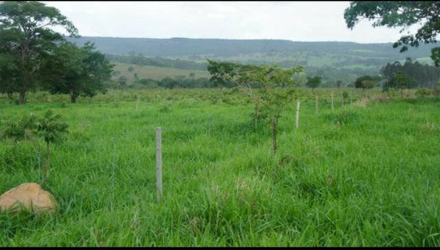 Fazenda 225 km de Goiânia município de Ipameri - Foto 6