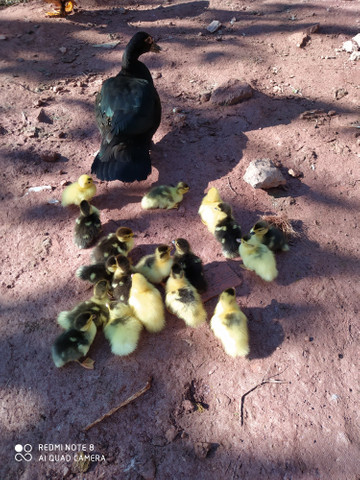 Filhotes de pato - Foto 5