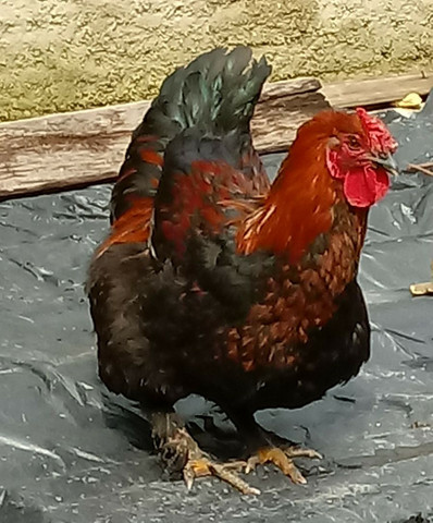 Bramha - Foto 2