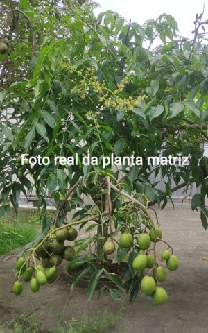 Mini Cajá- Manga ou Mini Canarana: - pode ser plantadas em vasos . 