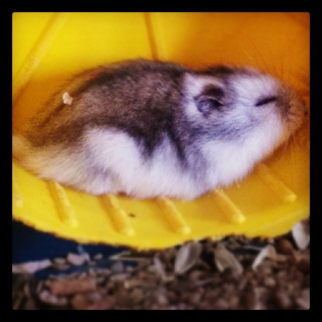 Hamster anão - Filhotes bem pequenos - Foto 2