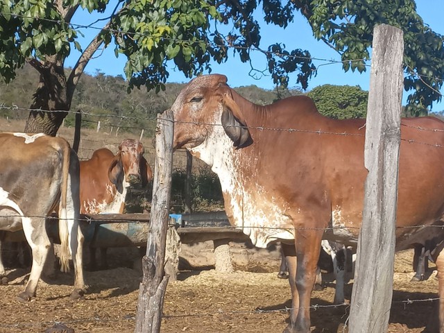 vendo gado de Leite sendo 15 novilhas 15 vacas paridas 10 vacas amojando extras 