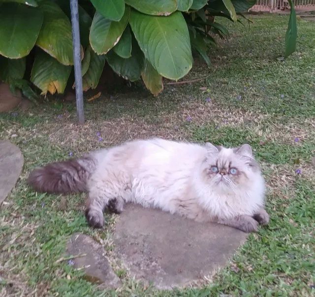 Gato Macho Himalaio Red Point - Foto 5