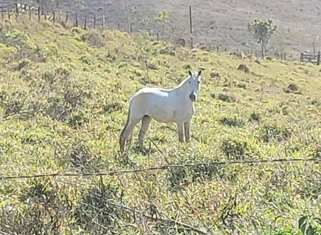 Égua frente aberta, mansa - Cavalos e acessórios - Pachecos, Palhoça  1252773521