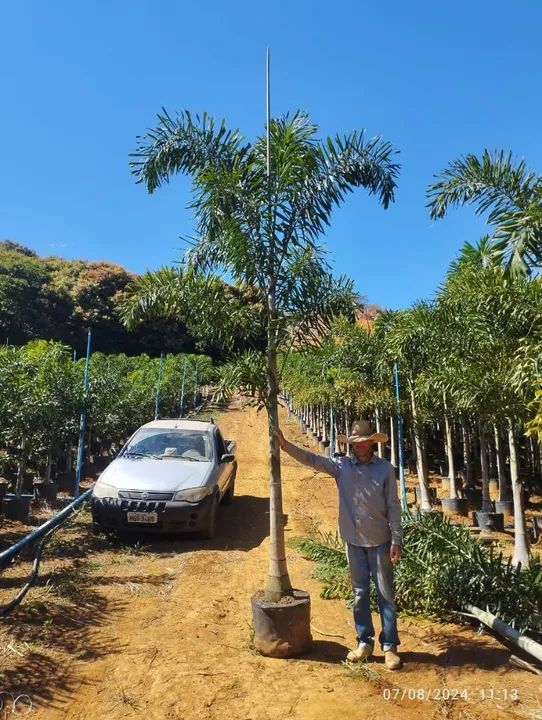 Mudas de palmeiras variadas semi adulta - Foto 2