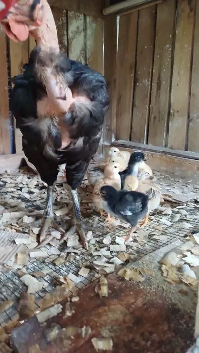 Pintinhos GSB de raça pura para venda - Foto 4