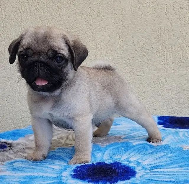 pug abricot fêmea & macho c/pedigree - Cachorros e acessórios - Estácio ...