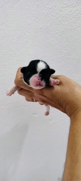 Lindos Shih Tzus para reserva com pedigree  - Foto 5