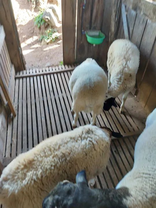 Ovelhas, borregos dorper - Foto 4