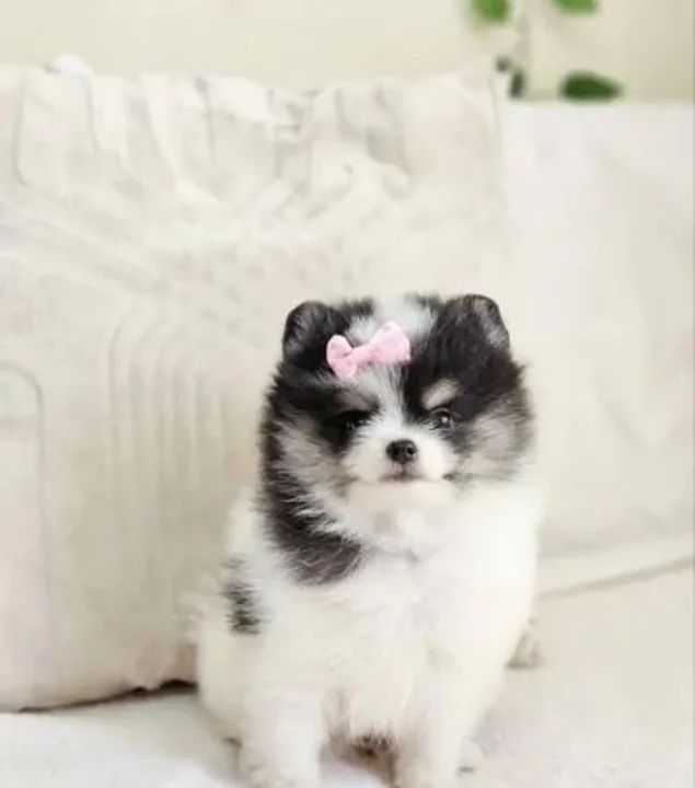 Vendo Filhotes Lulu da Pomerânia/Spitz Alemão  - Foto 4