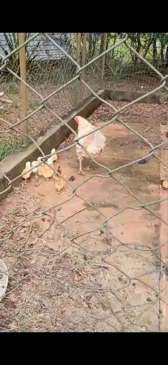 Pintinhos GSB de raça pura para venda - Foto 5