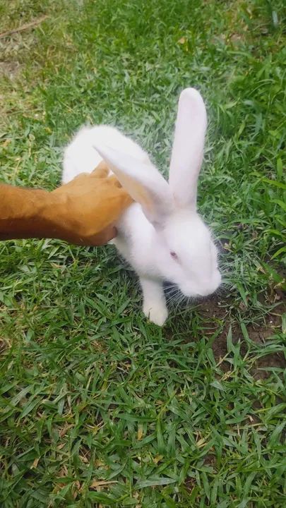 Coelhos Coelho gigantes de flandes  - Foto 3