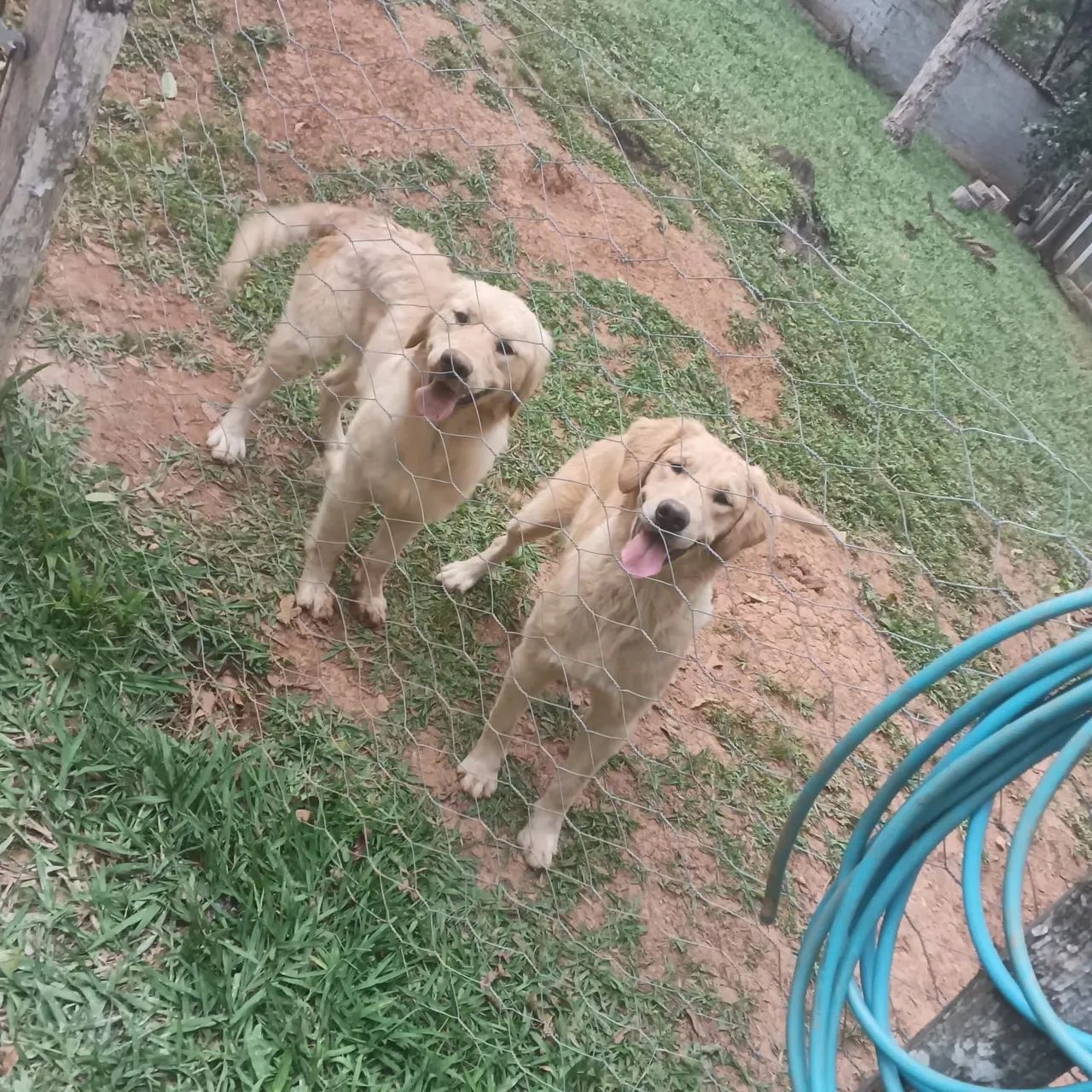 Duas Golden venda  - Foto 2