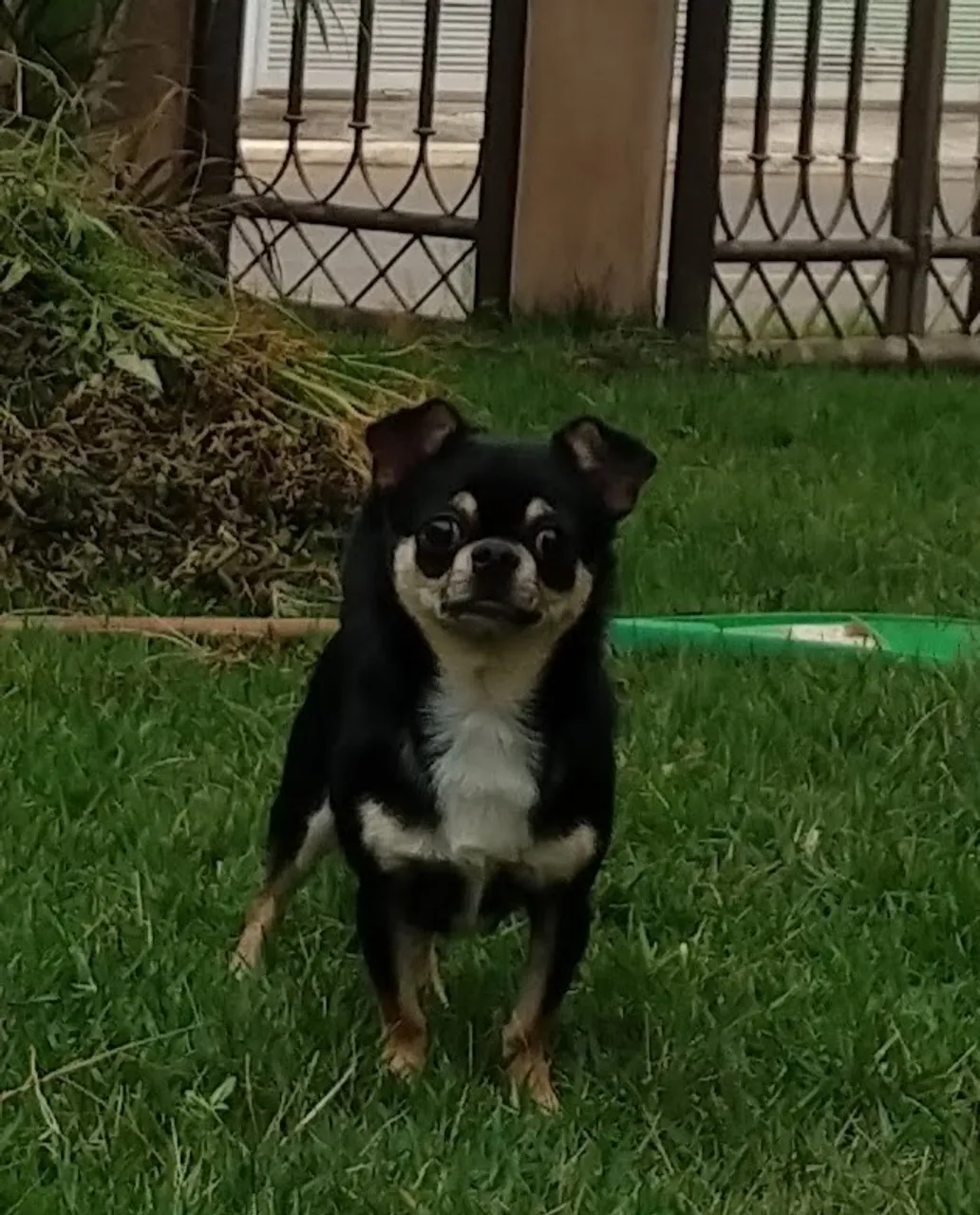 CHIHUAHUA MACHO