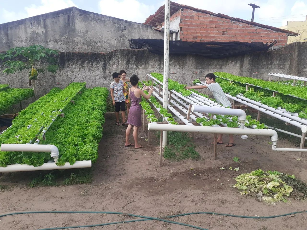 Sistema de hidroponia para produção de hortaliças  - Foto 5