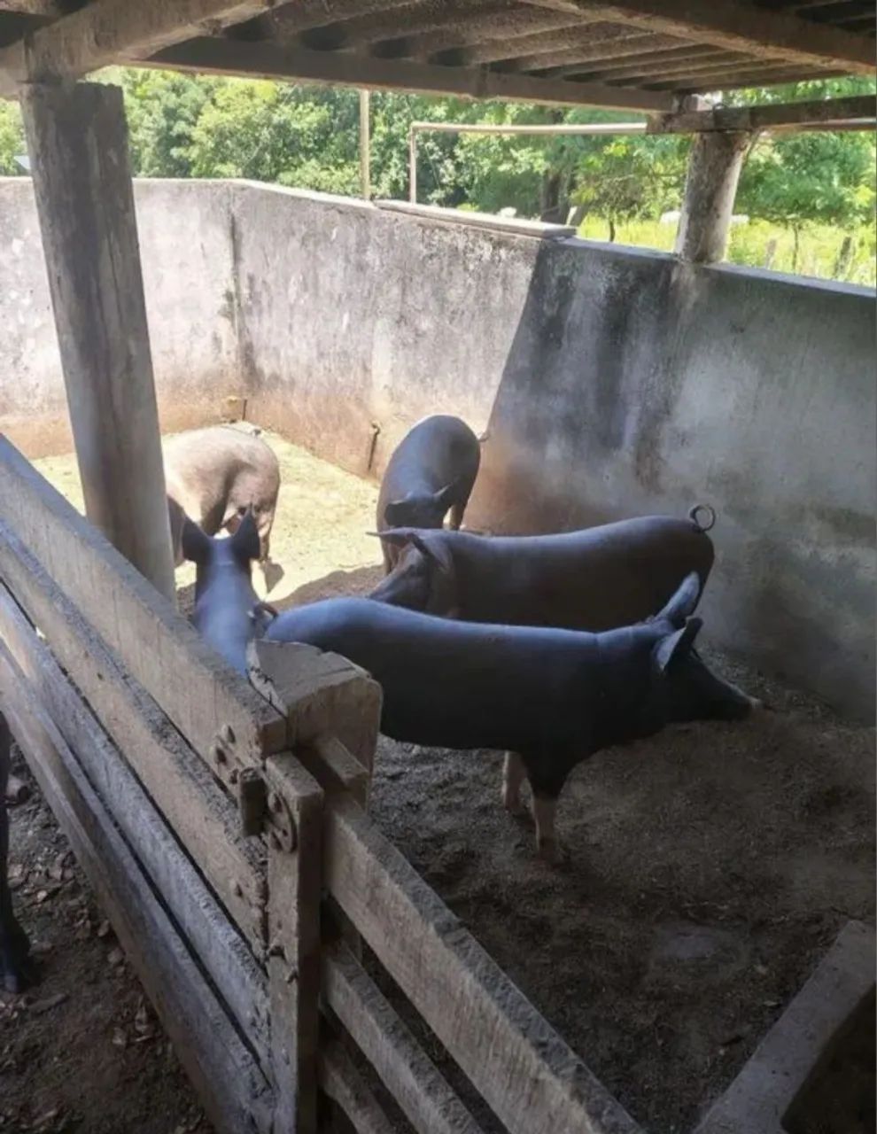 Porca com filhotes - Foto 2