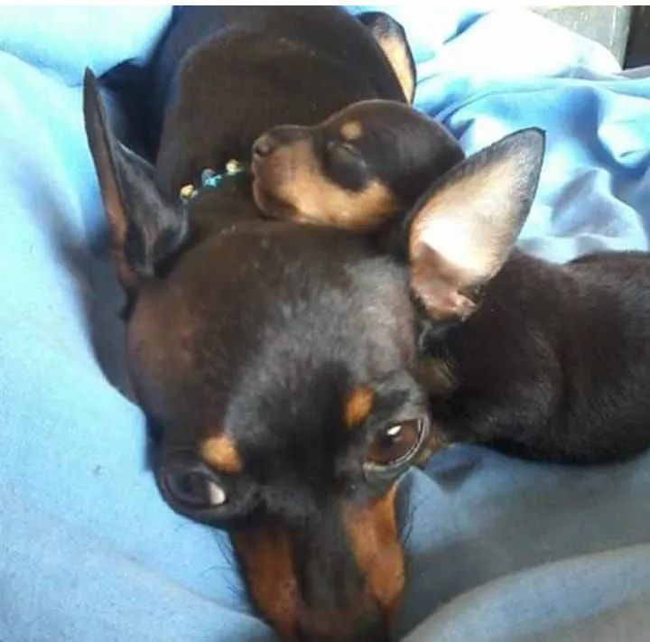 Filhote de cachorro femia  - Foto 3